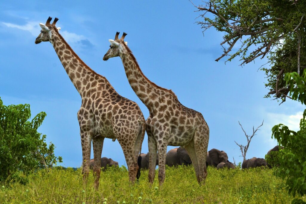 Safari privado en Sudáfrica y Cataratas Victoria en viaje a medida